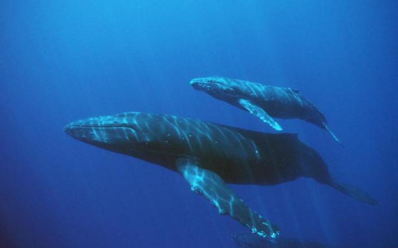 Синий кит – животное или рыба?